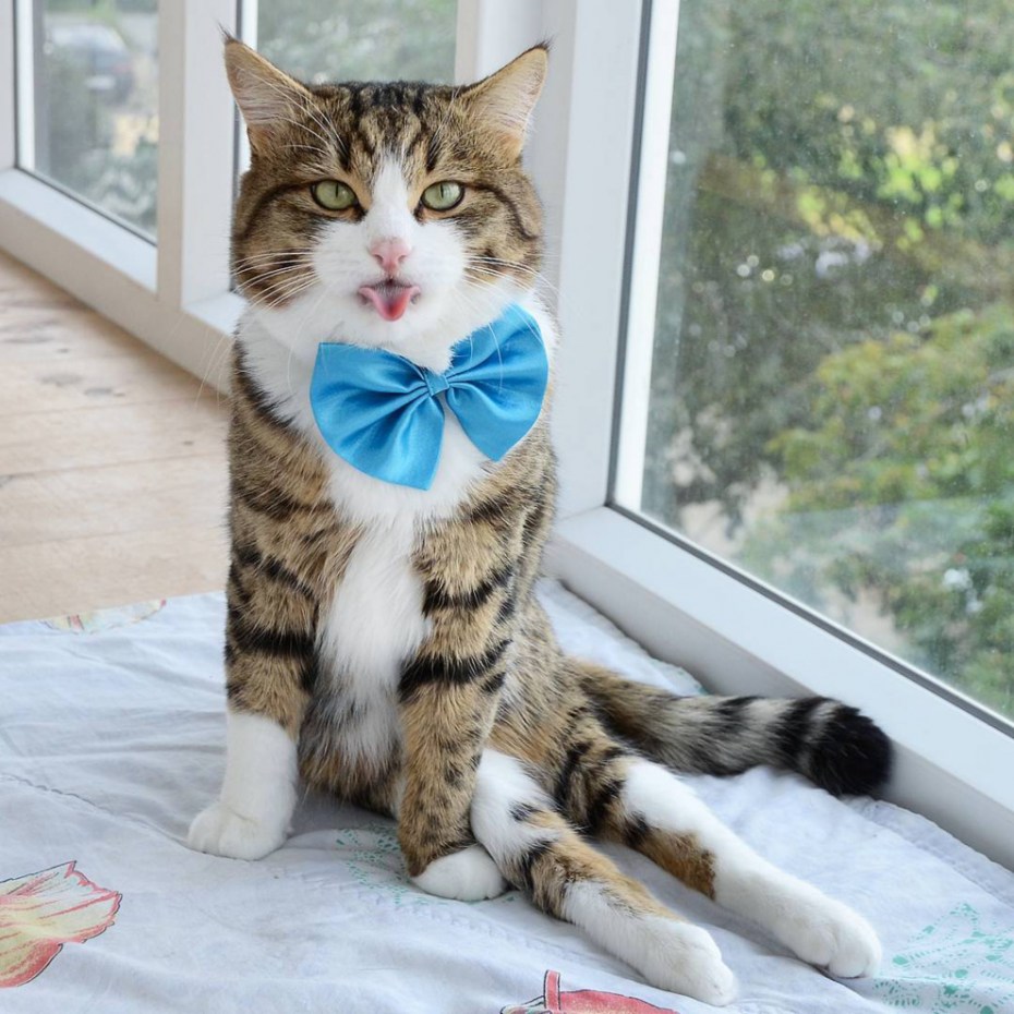 Необычные и милые коты