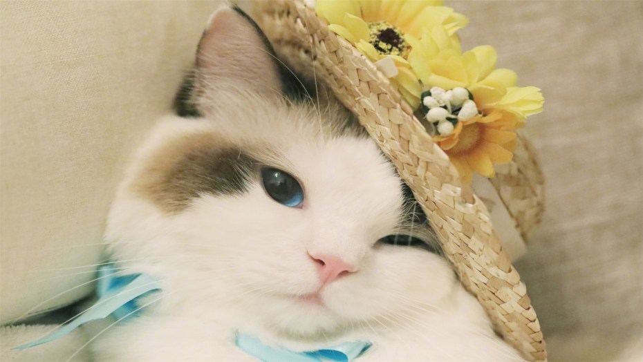 Милые кошки