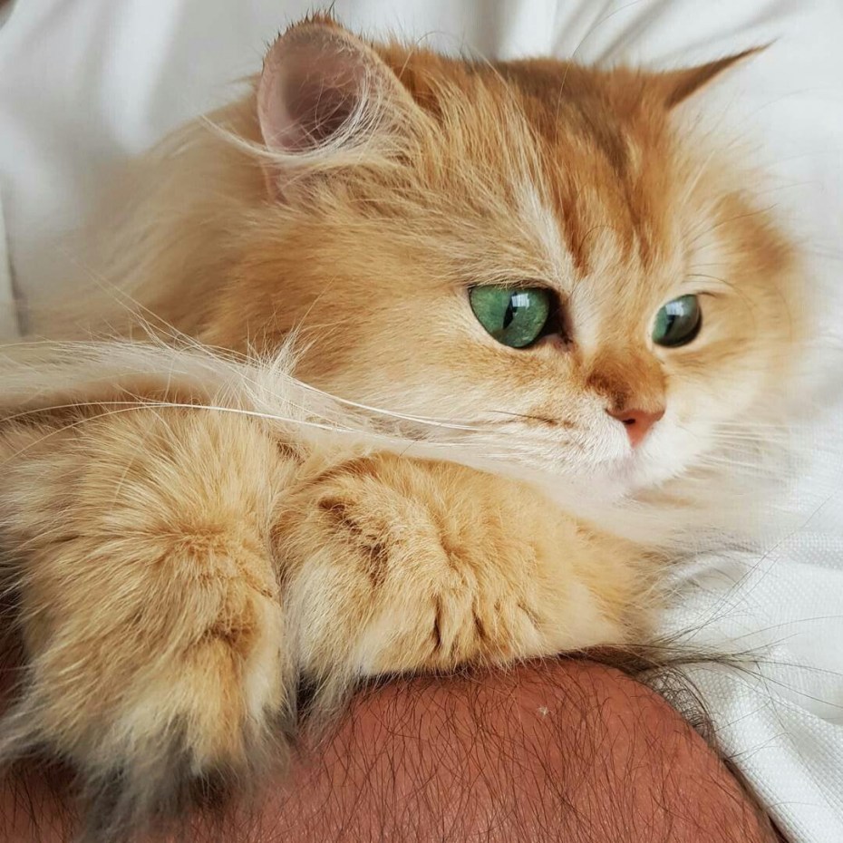 Милые котёнки