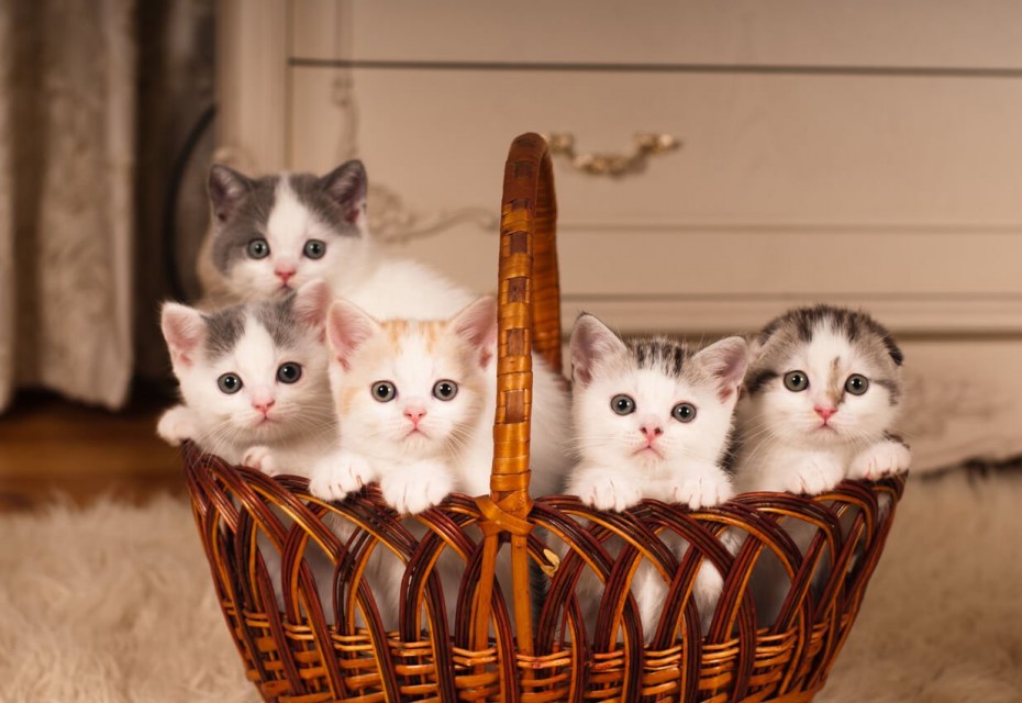 Много милых котят