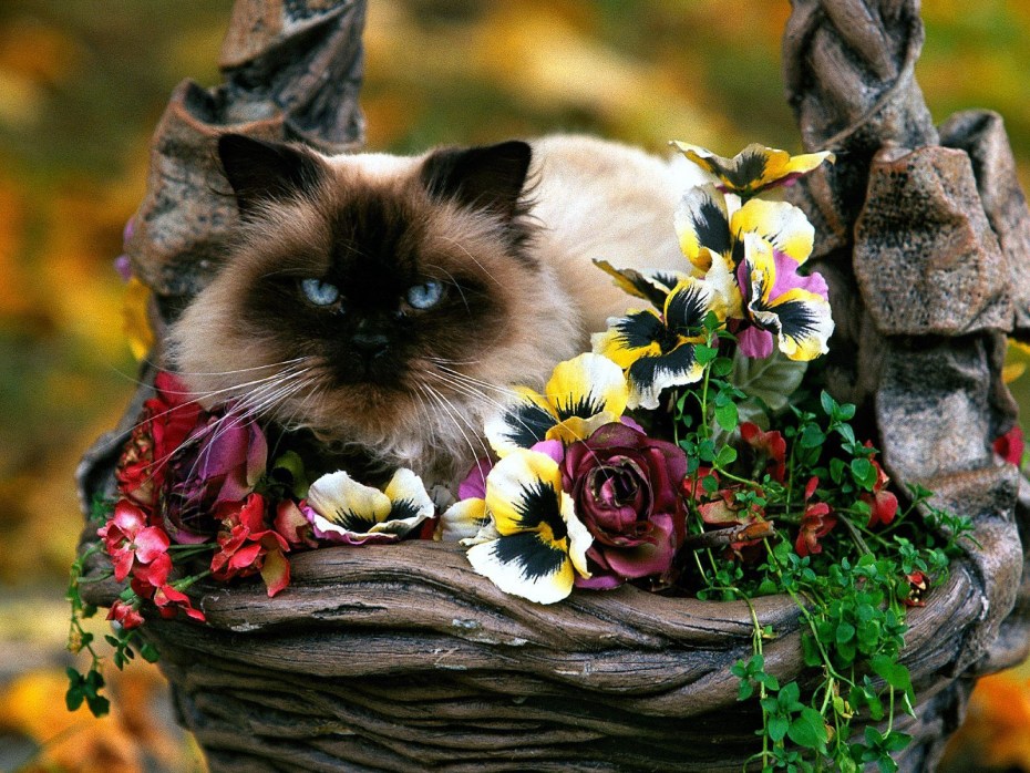 Кот в цветах