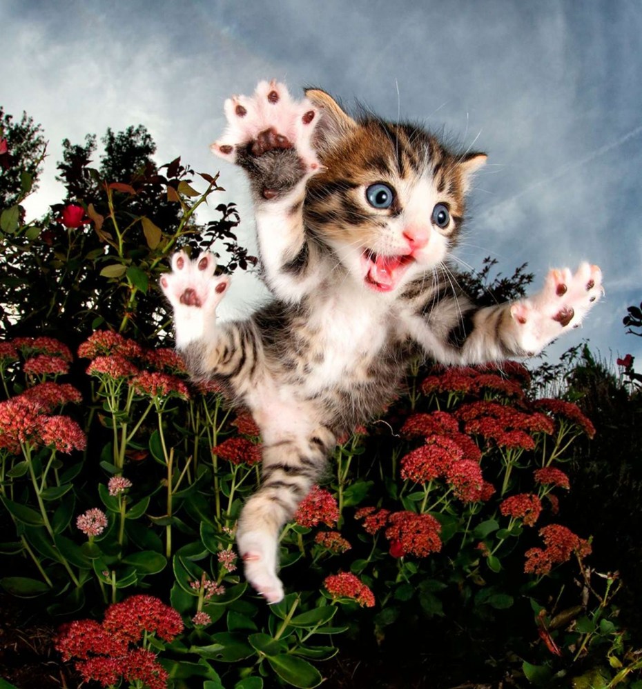 Котята милота