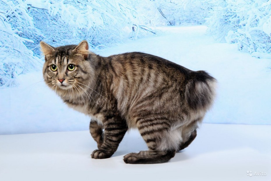 Дикий Курильский кот