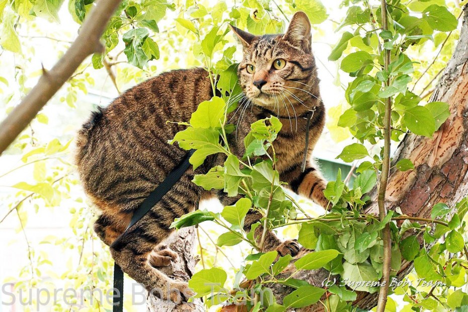 Дикий Курильский кот