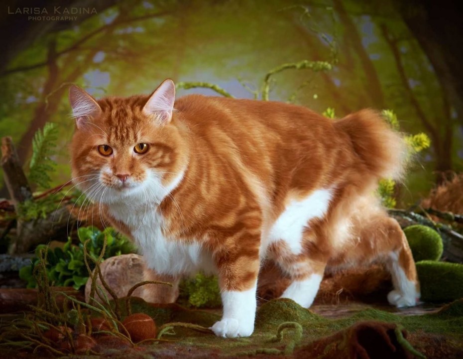 Дикий Курильский Лесной кот