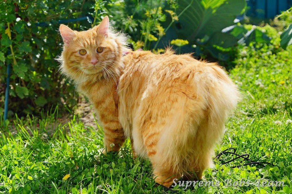 Кот Курильский бобтейл