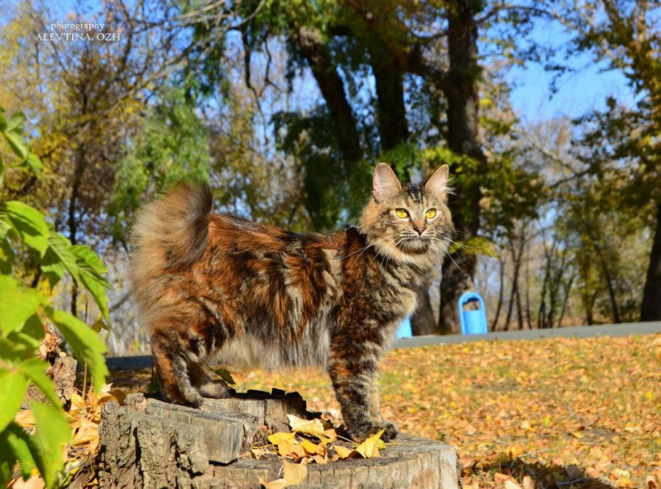 Дикий Курильский бобтейл
