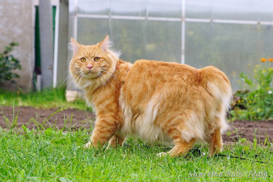 Курильский бобтейл кошка