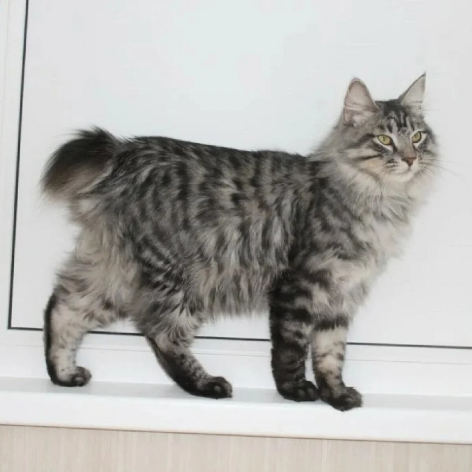 Курильский бобтейл кошка