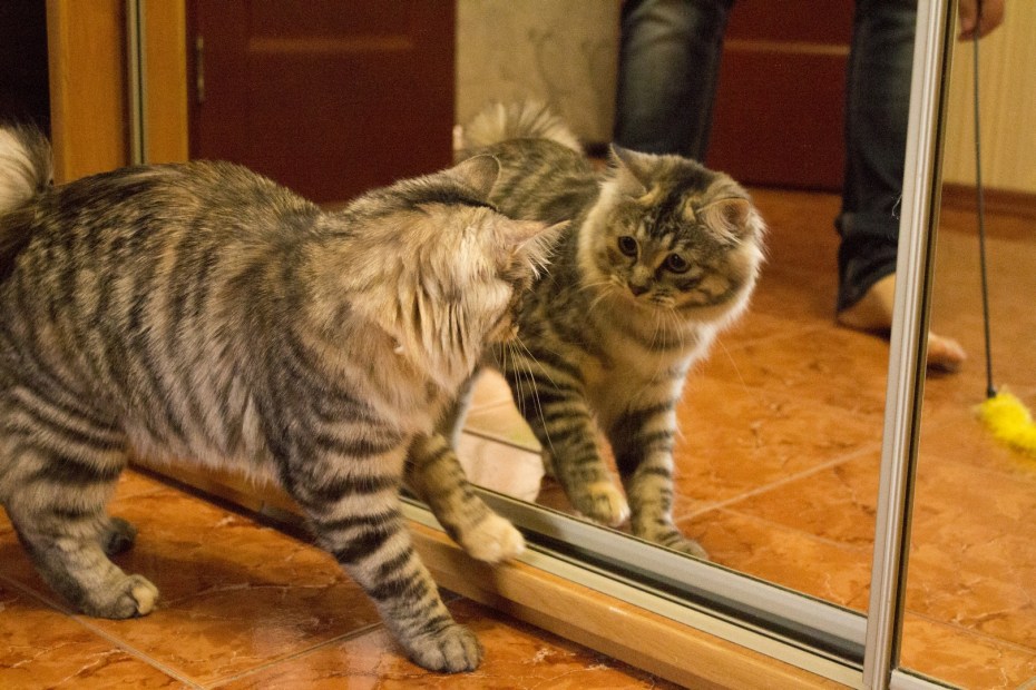 Кот Курильский бобтейл