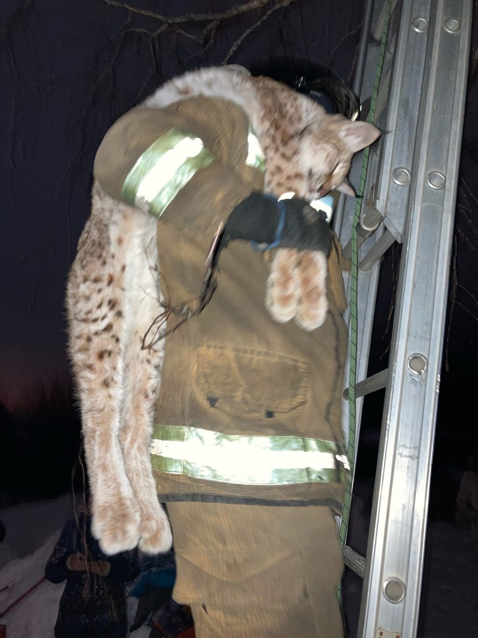 Рысь в Агалатово