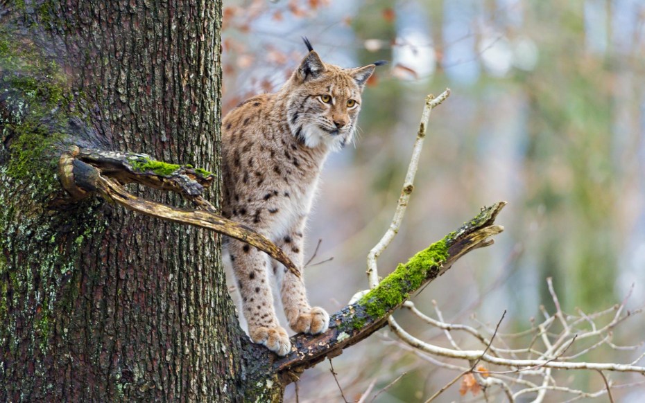 Рысь обыкновенная (Felis Lynx l.),