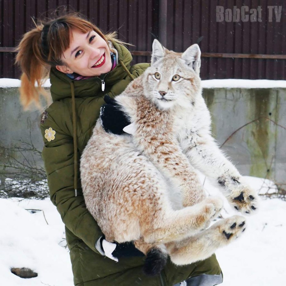 Рысенок дома