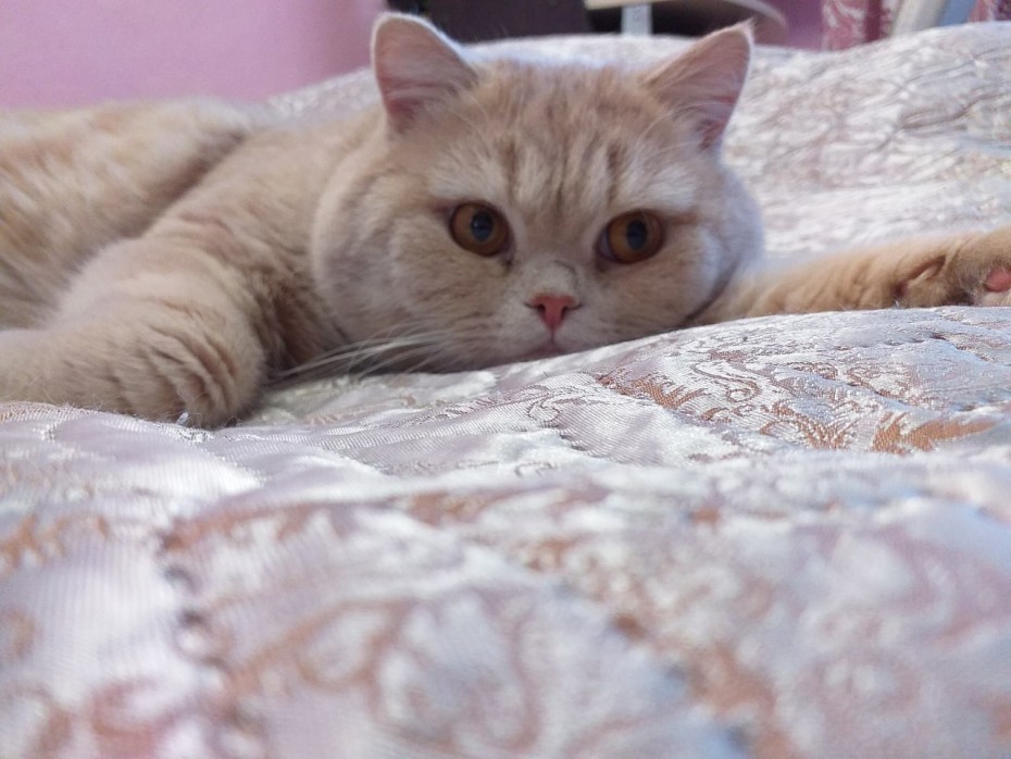 Шотландский скоттиш фолд персиковый