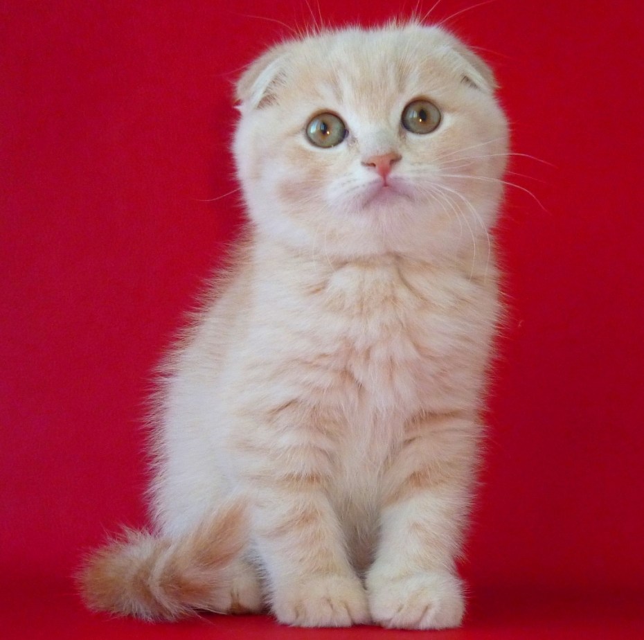 Котенок персиковый скоттиш фолд