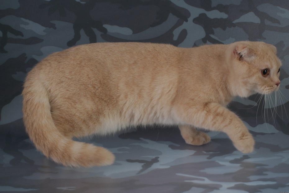 Скоттиш фолд палевая