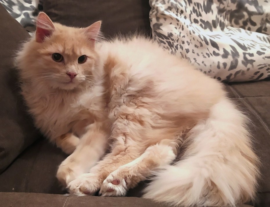 Кот цвета кофе с молоком