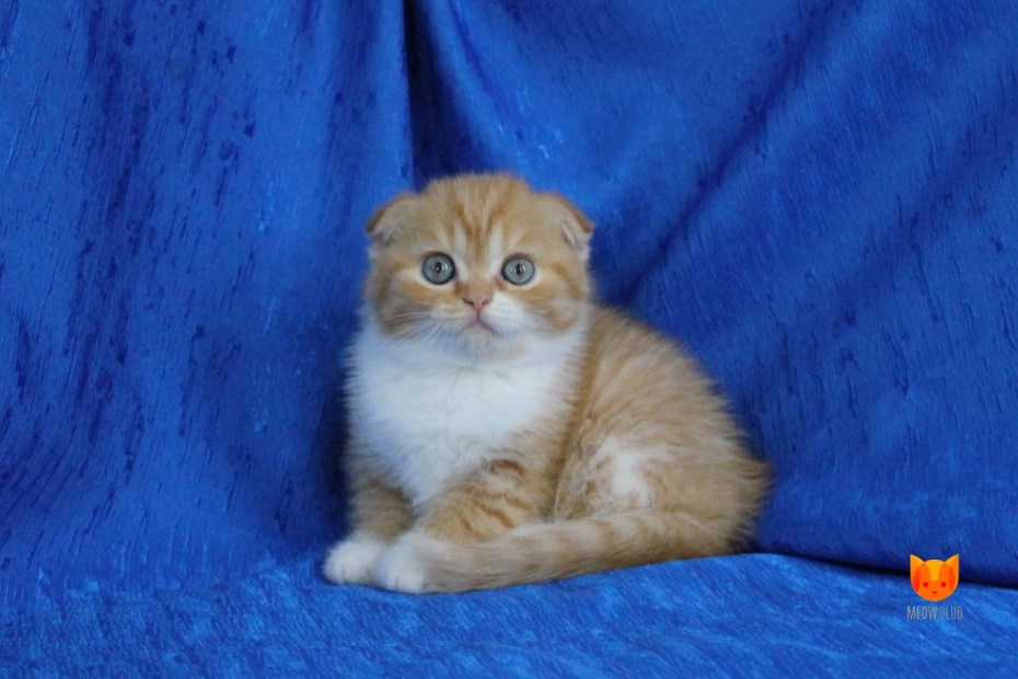Шотландская вислоухая кофейная