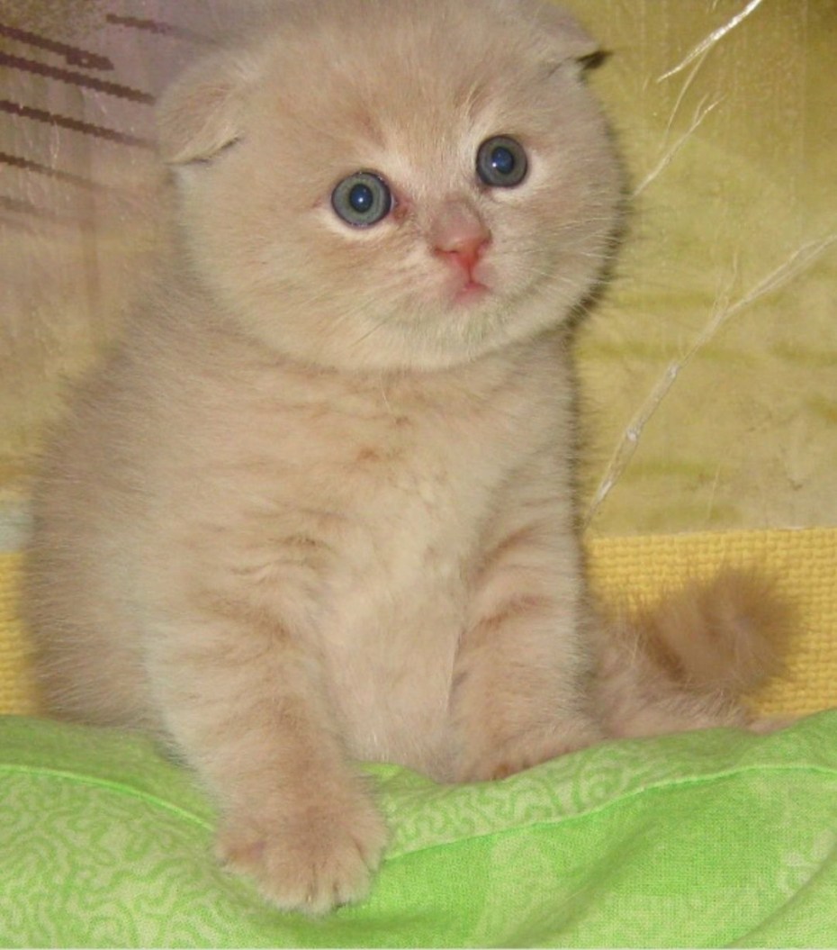 Скоттиш фолд бежевый