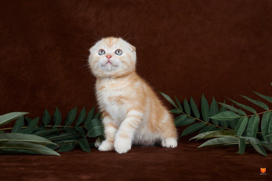 Кот британский гладкошерстный палевый