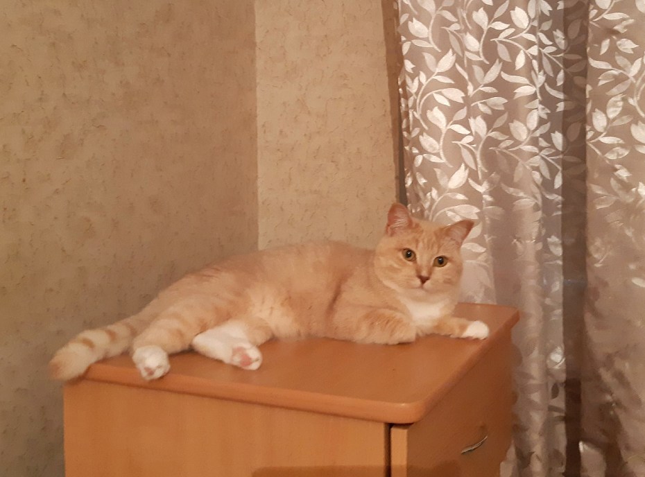 Шотландская кошка прямоухая мраморная персиковая
