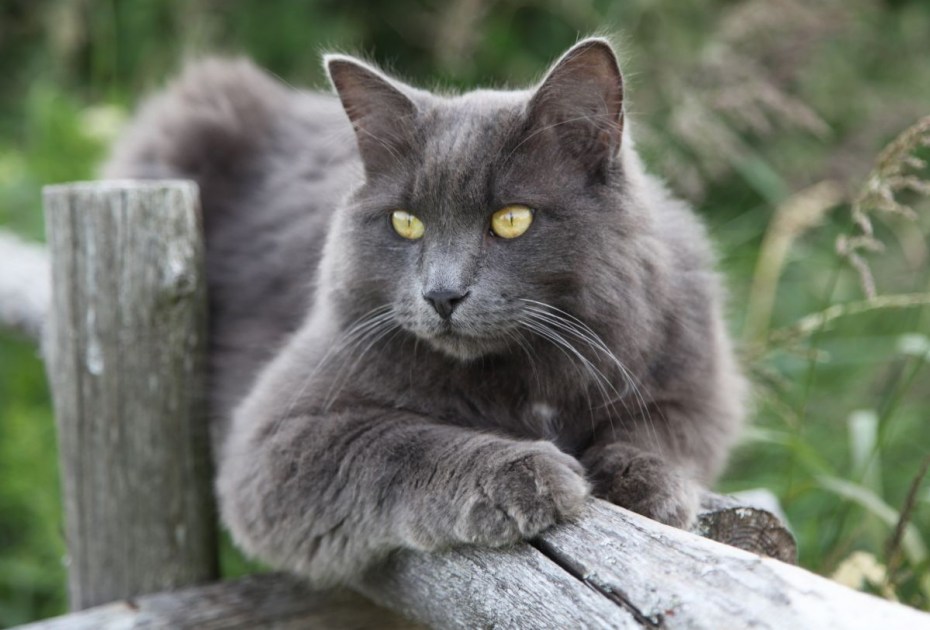 Сибирский кот серый