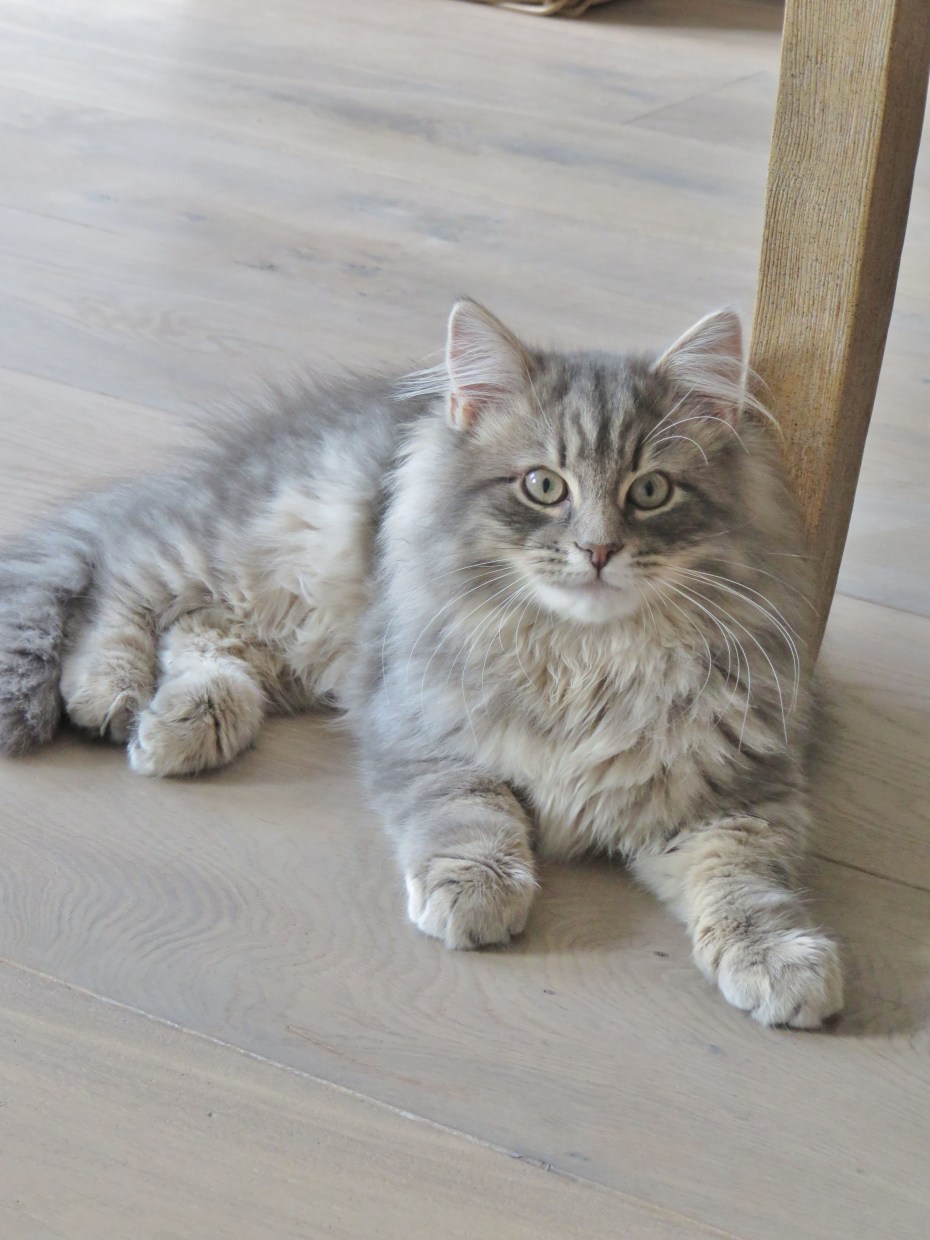 Сибирский кот серый
