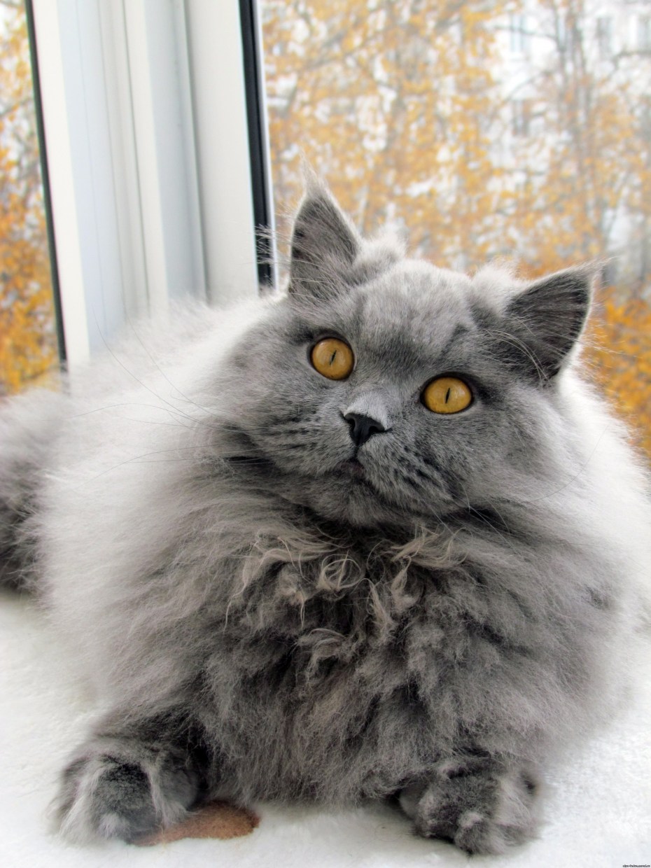 Норвежская Лесная кошка серая и Нибелунг