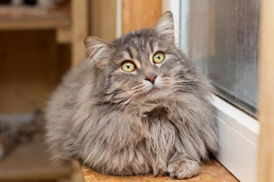 Коты Мейн кун