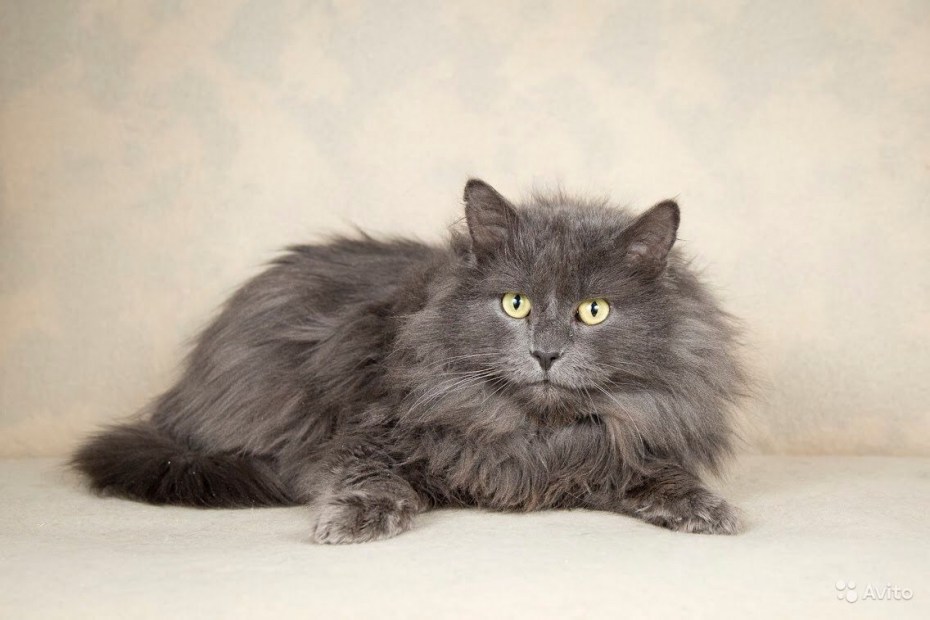 Сибирская кошка