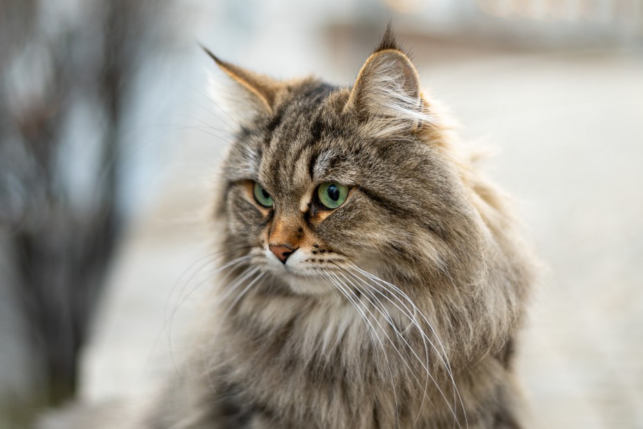 Кот Мейн кун серый