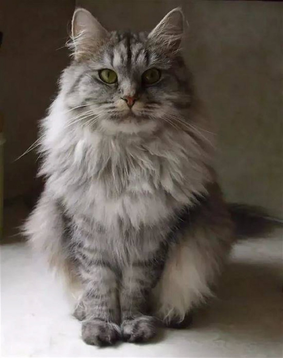 Кот Сибирский Нибелунг