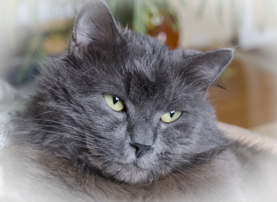 Норвежская Лесная кошка котята