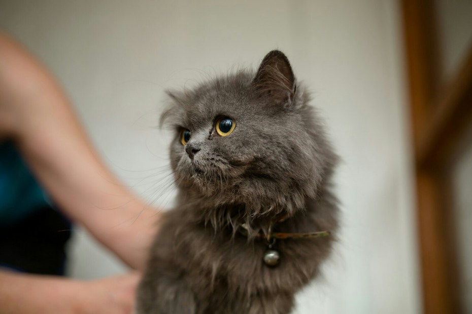Сибирский кот светлый