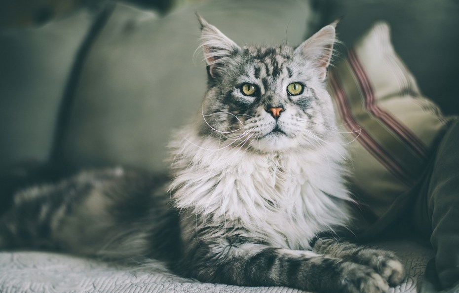 Сибирский длинношерстный кот