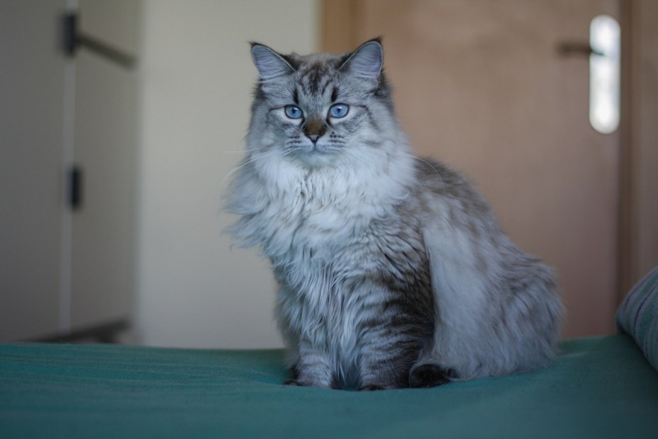 Сибирская кошка котята