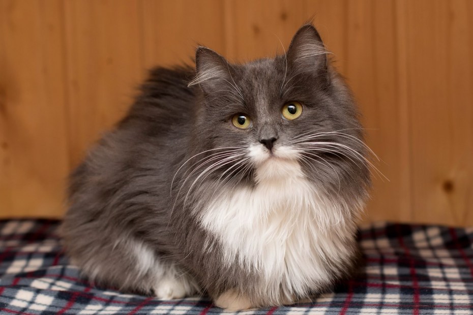 Серые пушистые коты