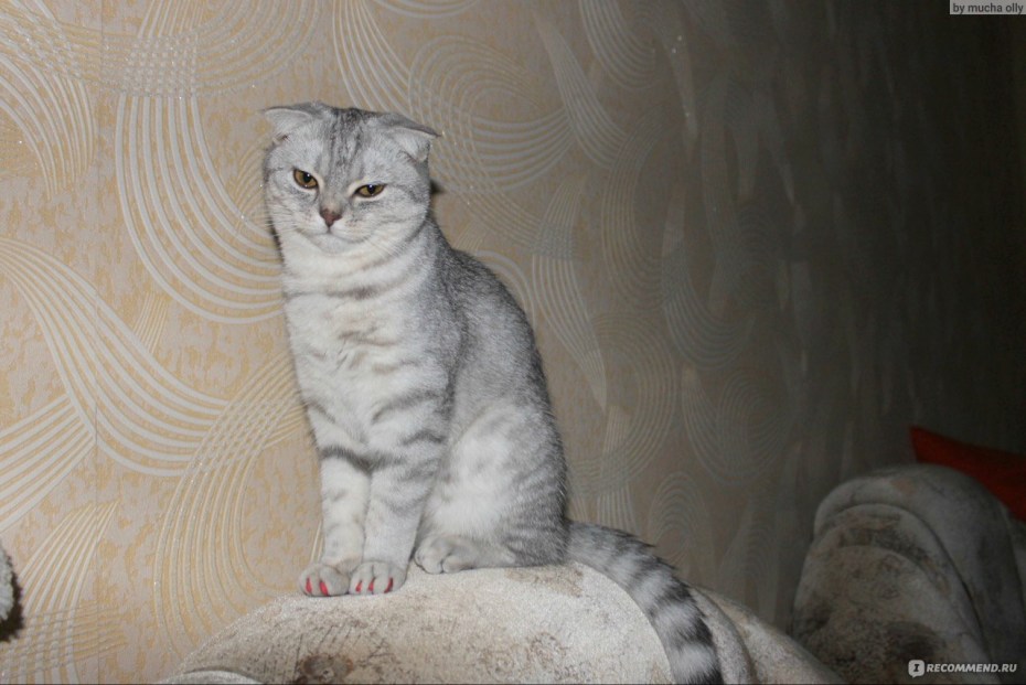 Вислоухая кошка характер и повадки