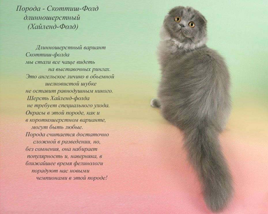 Шотландская кошка котенок