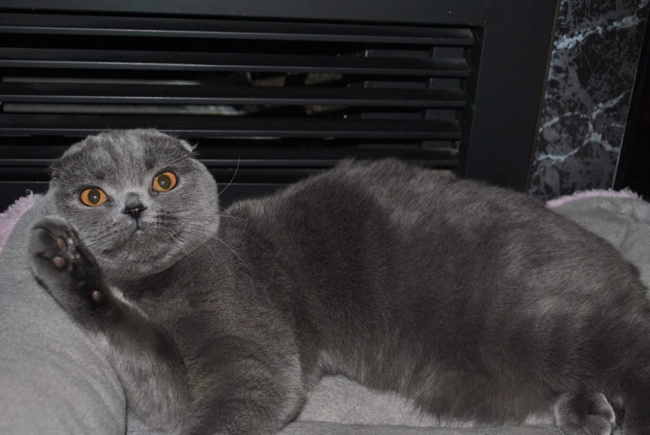 Красный шотландский вислоухий кот