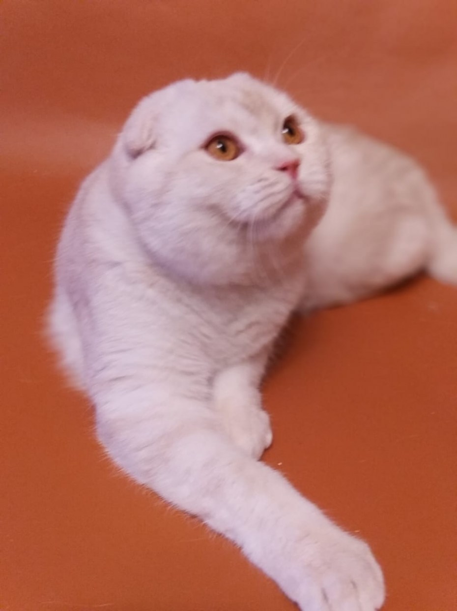 Шотландская вислоухая кошка скоттиш характер