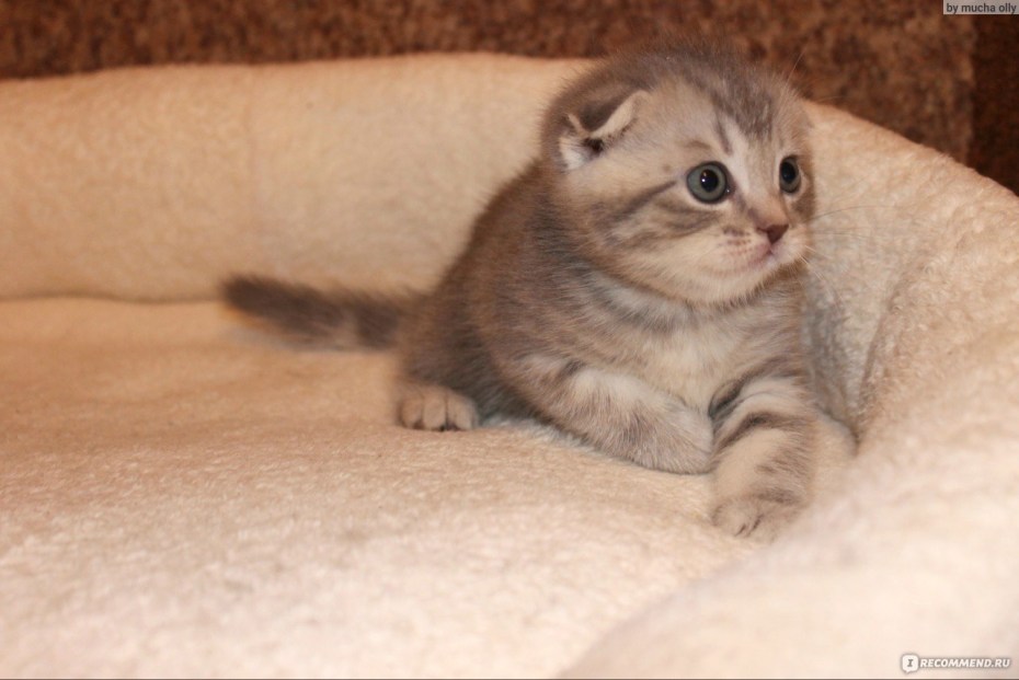 Шотландская вислоухая кошка