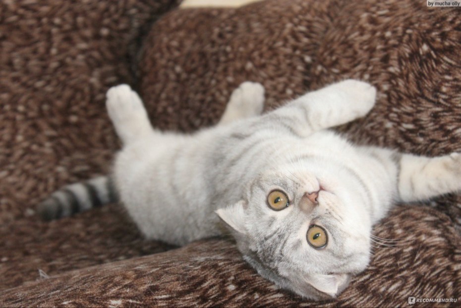Кошка скоттиш фолд беременность