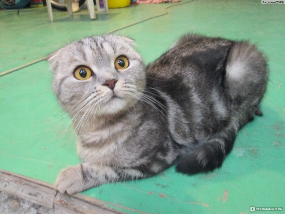 Шотландская вислоухая кошка характер