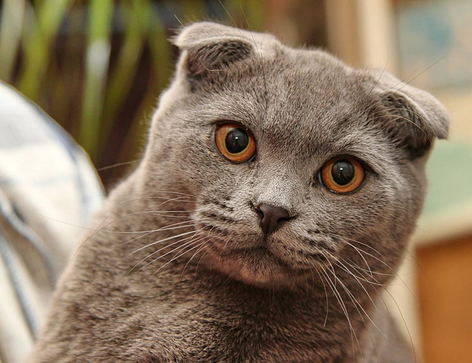 Шотландский вислоухий кот серый