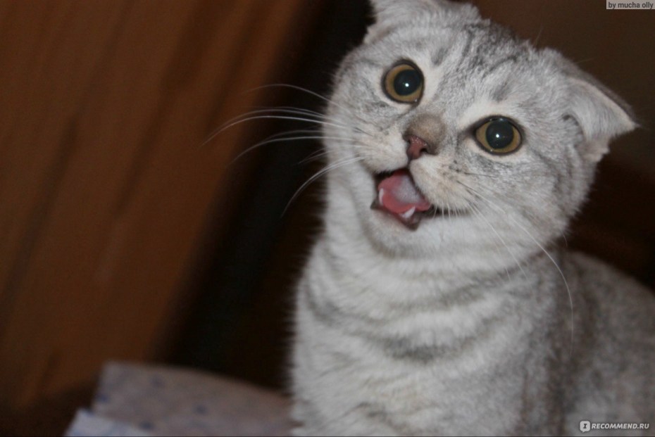 Шипящая вислоухая кошка