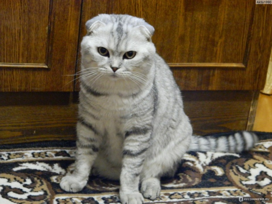 Шерсть скоттиш фолд