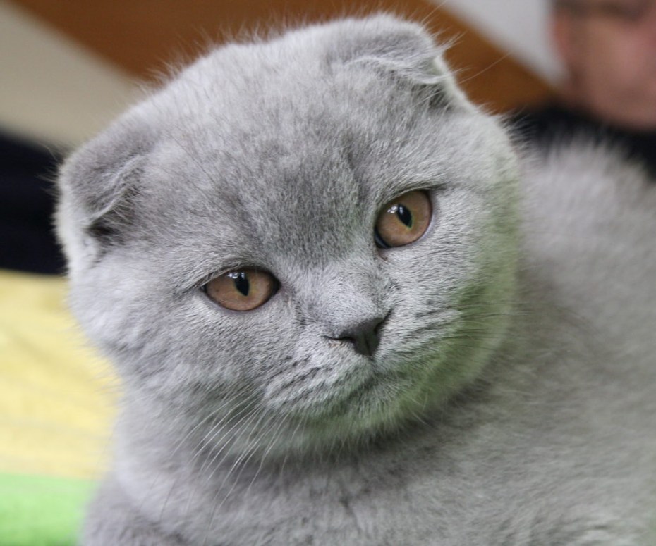 Шотландская вислоухая кошка