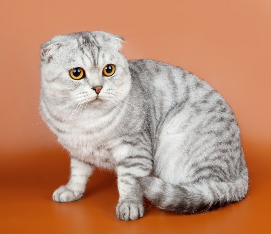 Скоттиш фолд