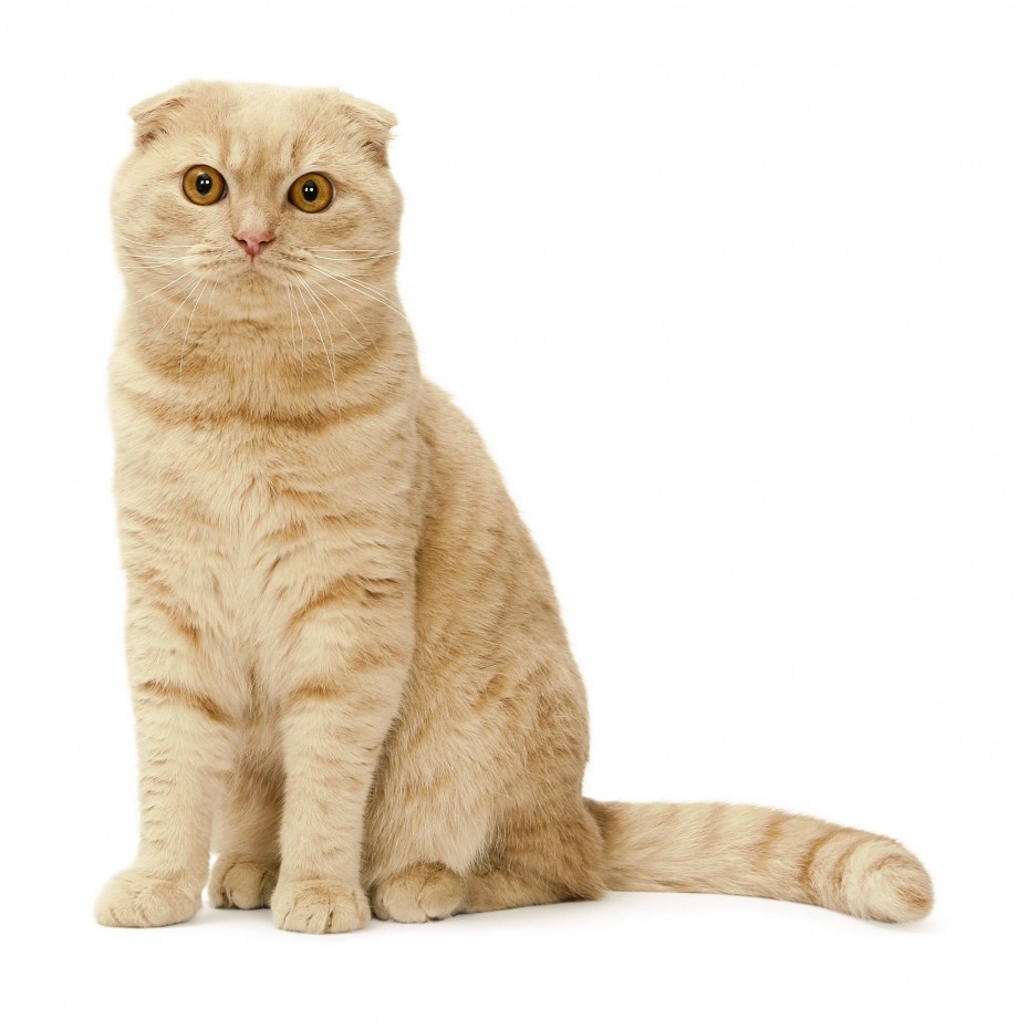 Вислоухие котята помесь